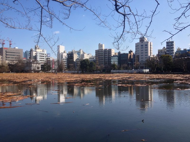 Cityscape with a lake in the foreground, covered in weeds, with building reflections in the water.jpg